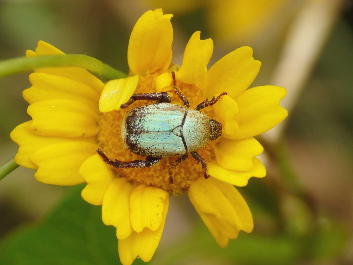 Oplia caerulea? No, Oplia cf. pubicollis